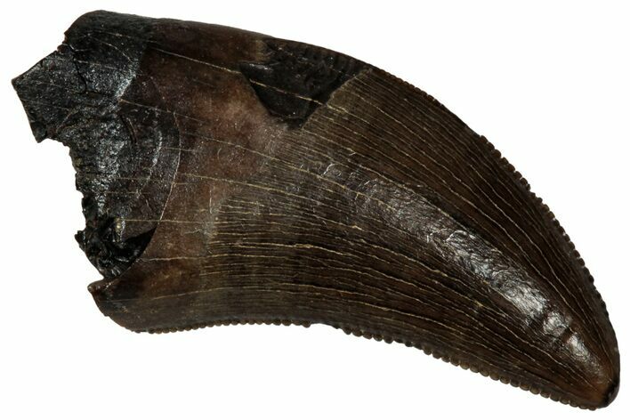 Serrated, Tyrannosaur (Nanotyrannus) Tooth - Montana #350378